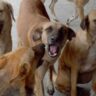 Stray Dogs