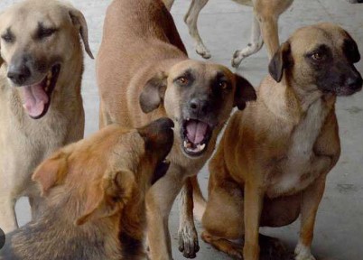 Stray Dogs Stray Dogs