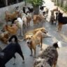 stray dogs