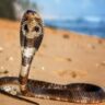 snake
