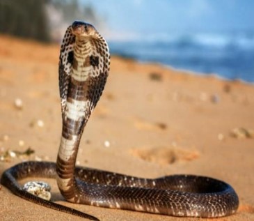 Snake snake