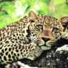 Leopard Attacked