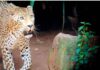 ਤੇਂਦੂਏ ਦੇ ਹਮਲੇ `ਚ ਹੋਈ 9 ਸਾਲਾ ਬੱਚੇ ਦੀ ਮੌਤ leopard attack