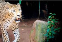 ਤੇਂਦੂਏ ਦੇ ਹਮਲੇ `ਚ ਹੋਈ 9 ਸਾਲਾ ਬੱਚੇ ਦੀ ਮੌਤ leopard attack