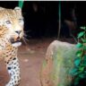 leopard attack