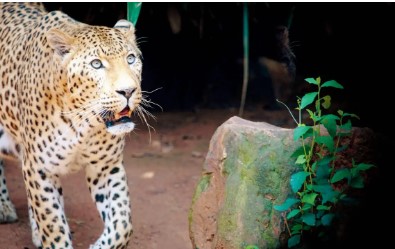 Lepord Attack leopard attack