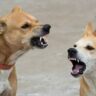 Stray dogs