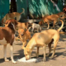 Stray Dogs