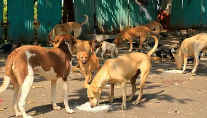 Stray Dogs Stray Dogs